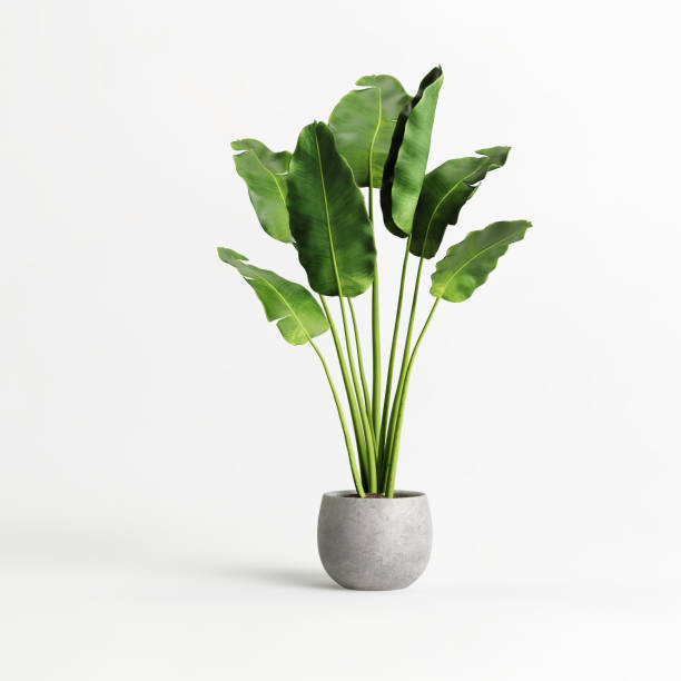 pianta di banana in vaso isolata su fondo bianco - flora foto e immagini stock