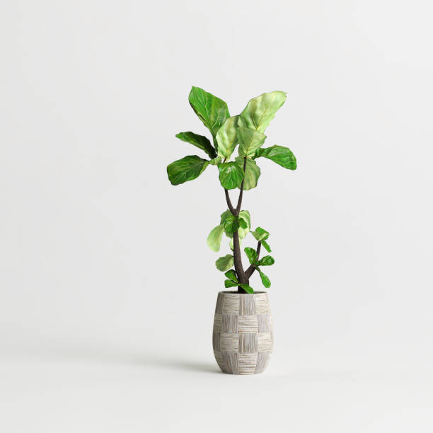 istock Ficus lyrata tree planted in concrete pot isolated on light back 1372896726
