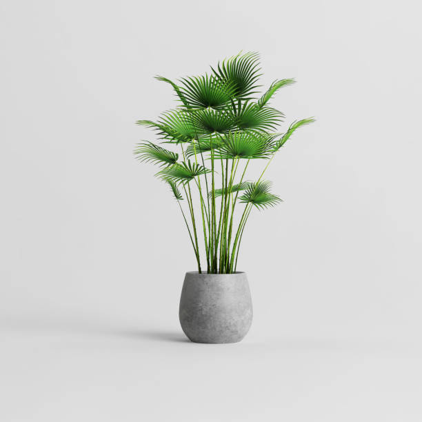 istock Palm tree planted in concrete pot isolated on light background 1372896730