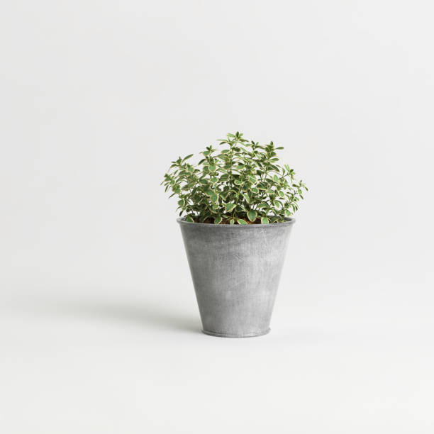 istock Potted green plants set isolated on white background 1372896731