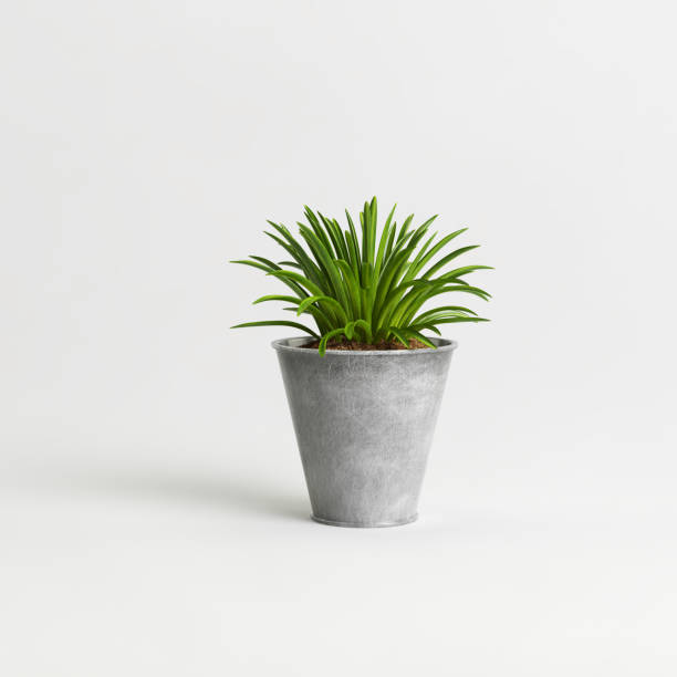 istock Potted green plants set isolated on light background 1372896737