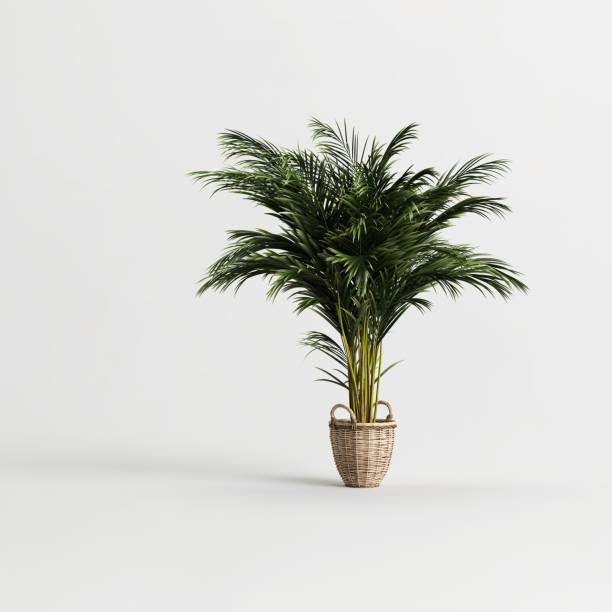 istock Areca tree in bamboo pot isolated on light background 1372896761