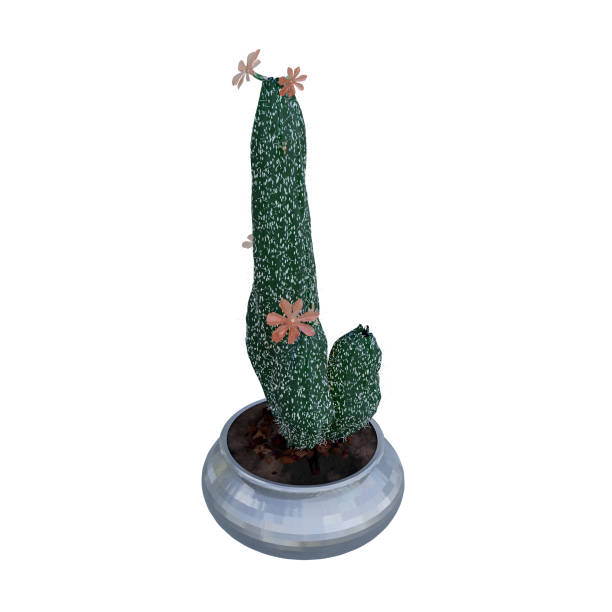 istock Cactus Plant in pot isolated on white background. 1372897802