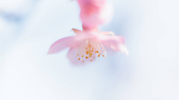 istock Kawazu cherry blossoms 1372898602