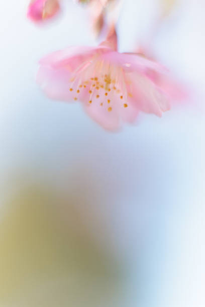 istock Kawazu cherry blossoms 1372898606