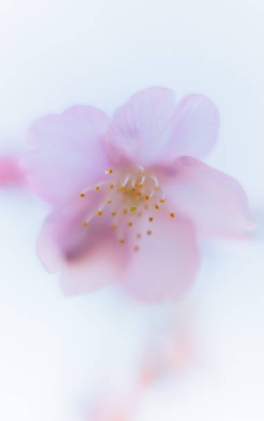 istock Kawazu cherry blossoms 1372898609