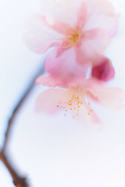 istock Kawazu cherry blossoms 1372898619