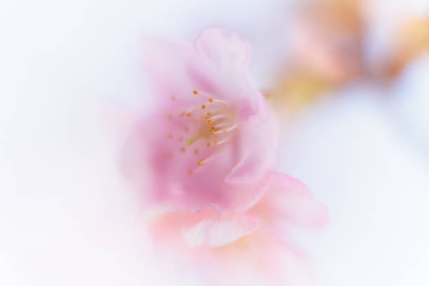 istock Kawazu cherry blossoms 1372898640