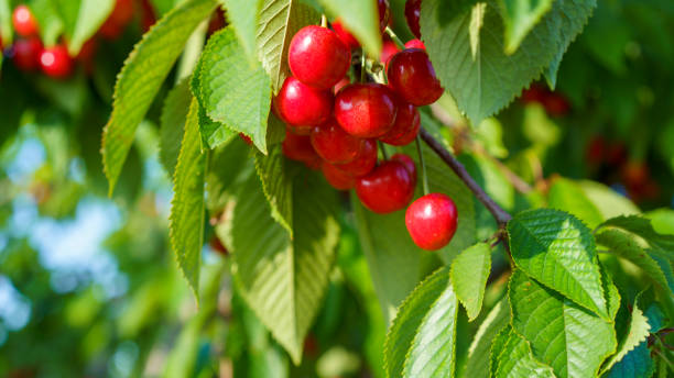 istock ripe sweet cherries on the tree 1372898890