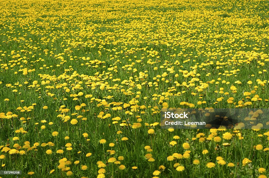 Общие Dandelions - Стоковые фото Без людей роялти-фри