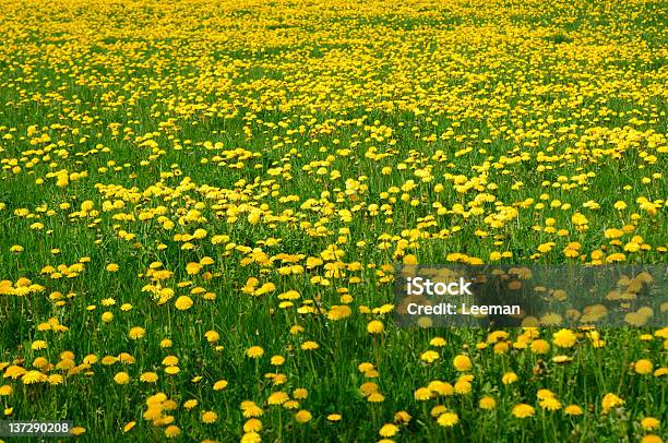 Общие Dandelions — стоковые фотографии и другие картинки Без людей - Без людей, Большая группа объектов, Весна