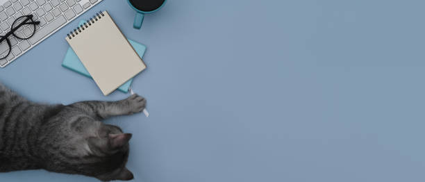 istock Above view naughty cat lying on blue background with keyboard and notebook. 1372904838