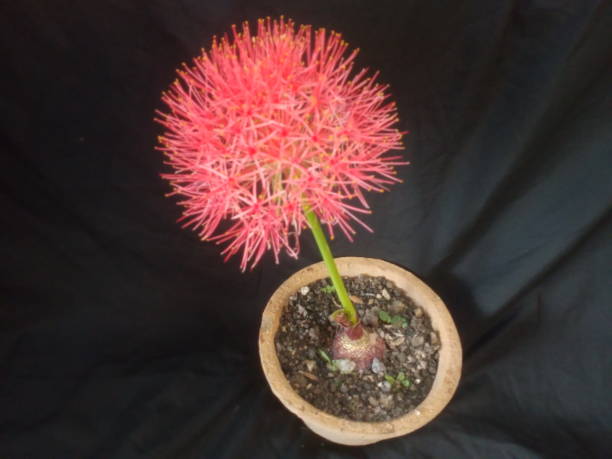 lys de flamme ou fleurs de gloriosa superba - colchicaceae photos et images de collection