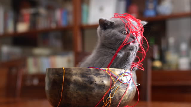 Scottish fold kitten playing with colorful ropes in a rotating metal bowl