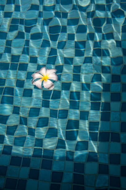 White desert rose flower (Frangipani flower)