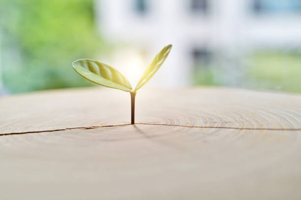 istock New bud growing from old stump 1372906650