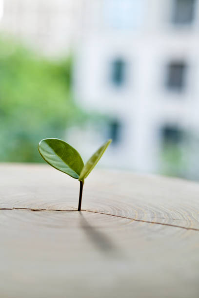 istock New bud growing from old stump 1372906657