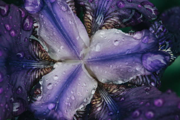 Macro view of purple iris flower