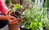Gardener activity on the sunny balcony  -  repotting the plants Geranium, Pelargonium, pepper plants, squash seedlings and young cucumber plants.