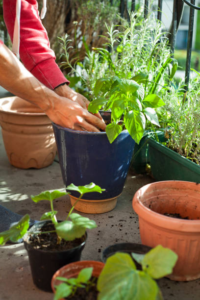 istock Gardener activity on the sunny balcony  -  repotting the plants Geranium, Pelargonium, pepper plants, squash seedlings and young cucumber plants. 1372910056