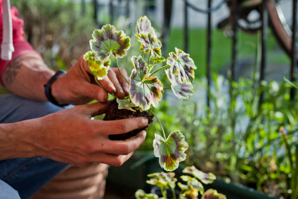 istock Gardening activity on the sunny balcony  -  repotting the plant Three-coloured Geranium - Pelargonium tricolour with decorative red, yellow and green leaves. 1372910069