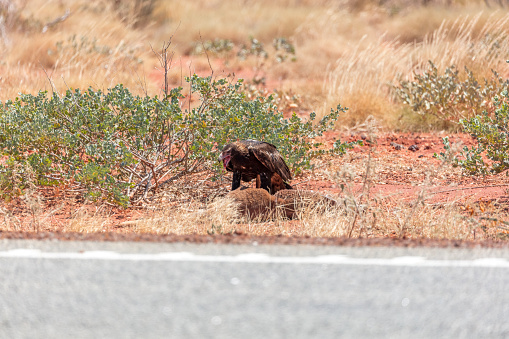 Australian roadkill wedge tail eagle devouring young kangaroo carcass between Miaree Pool and Shark Bay on the Great Northern Highway