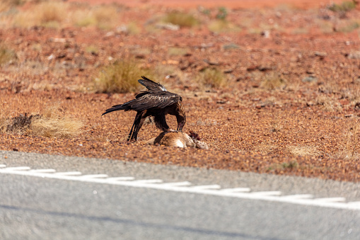Australian roadkill wedge tail eagle devouring young kangaroo carcass between Miaree Pool and Shark Bay on the Great Northern Highway