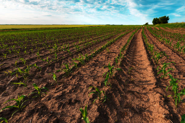 istock Young green corn crop plantation in late afternoon 1372911227