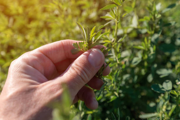 agricoltore che esamina le colture di erba medica nel campo, primo piano della mano maschile - alfalfa foto e immagini stock