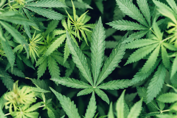istock Cannabis Sativa leaves in crops plantation field 1372912112