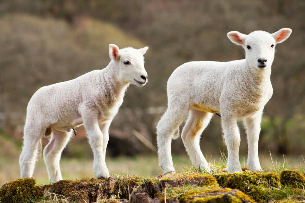 istock Lambing time in spring -  white lambs playing on the green pasture. 1372912246