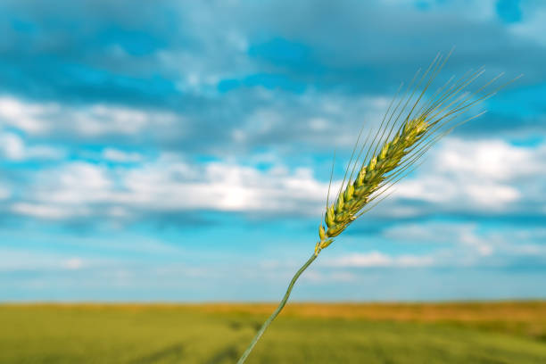 istock Unripe wheat ear in field 1372912297