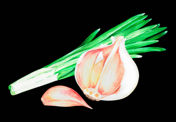 ilustrações, clipart, desenhos animados e ícones de alho e cebola verde. ilustração vintage aquarela. isolado em um fundo preto. para design. - chive onion spring onion garlic