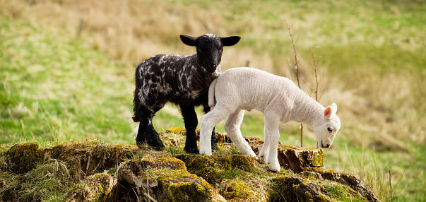 Lambing time in spring - Black and white lambs playing on the green pasture in Scotland.