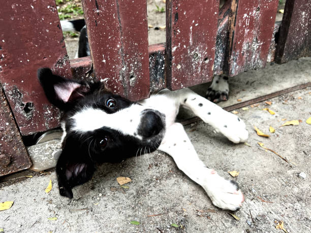 Puppy dog try to escape from home stock photo