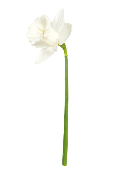 istock one white narcissus flower isolated 1372924518