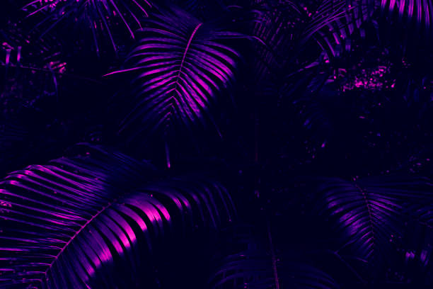 istock purple palm leaf and dark nature background 1372925200