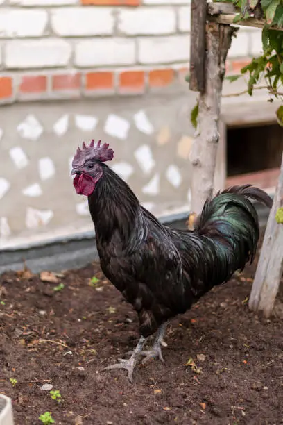 beautiful rooster walks near the house, rooster walks in the summer on the lawn in the garden, a portrait of a domestic black rooster against a background of greenery close-up with copy space