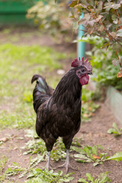istock a black rooster walks on the lawn 1372925662