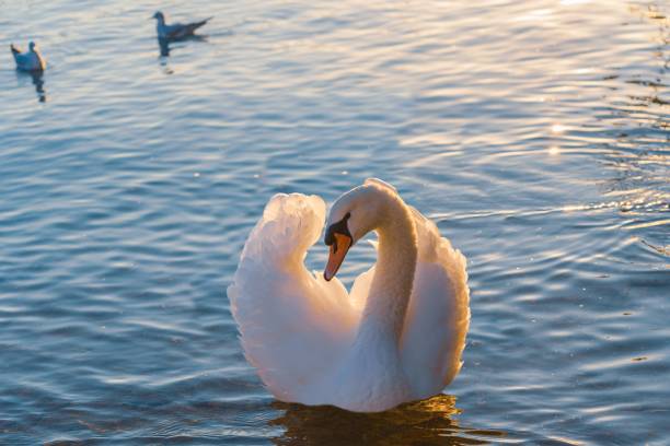 istock A white swan that impresses its surroundings with its delicate movements 1372925705