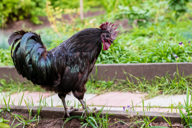 istock a black rooster walks on the lawn 1372925781