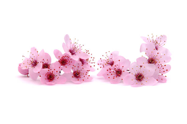 Pink spring cherry blossom isolated on white, floral design, floral card