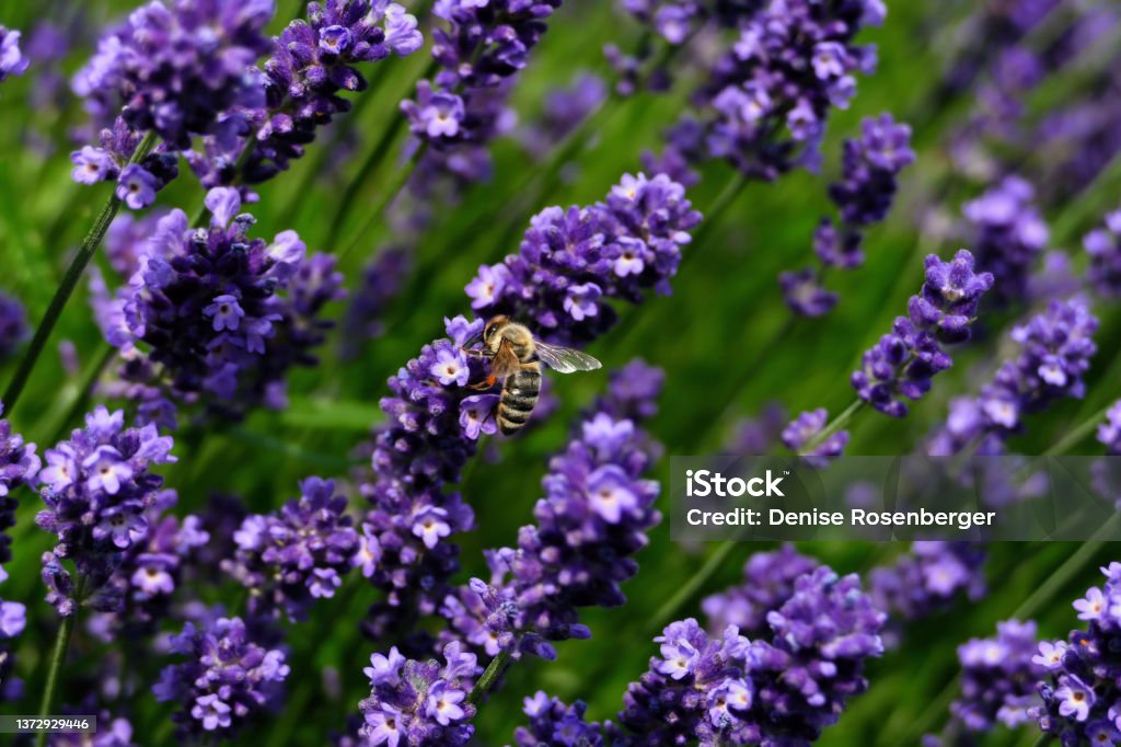 Honigbiene Honey bee on lavender Animal Wildlife Stock Photo