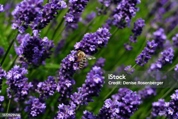 Honigbiene Stock Photo - Download Image Now - Animal Wildlife, Close-up, Color Image