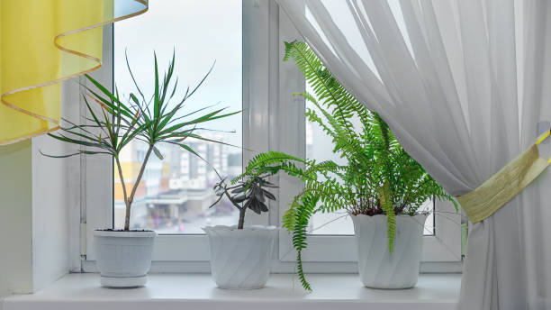 istock Houseplants growing from white pots standing on window sill 1372930497
