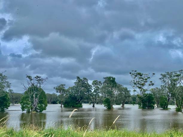 area degli alberi allagata dopo la tempesta sotto il cielo grigio - swamp moody sky marsh standing water foto e immagini stock