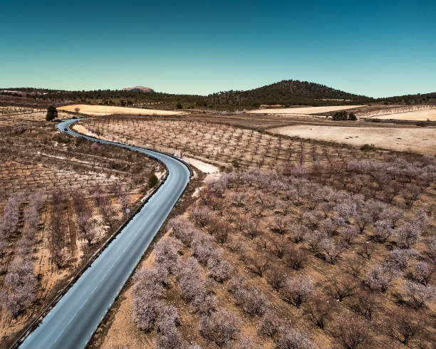 The road in the blooming almond tree valley