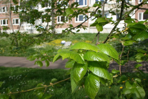 istock green medicinal plant leaves 1372933880