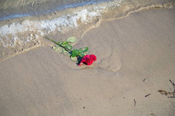 istock Rose on a Washed Ashore on a Beach in Tuscany 1372934931