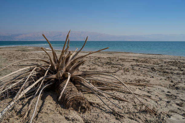 мертвая пальма на берегу мертвого моря - dry sea riverbank mud стоковые фото и изображения